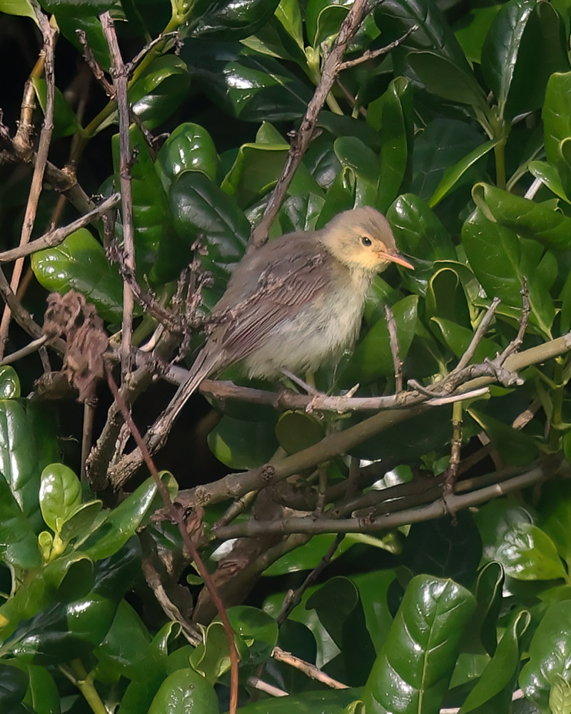 Melodious warbler