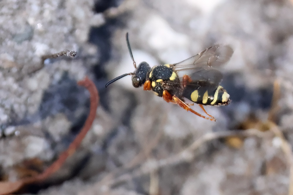 Nomada rufipes