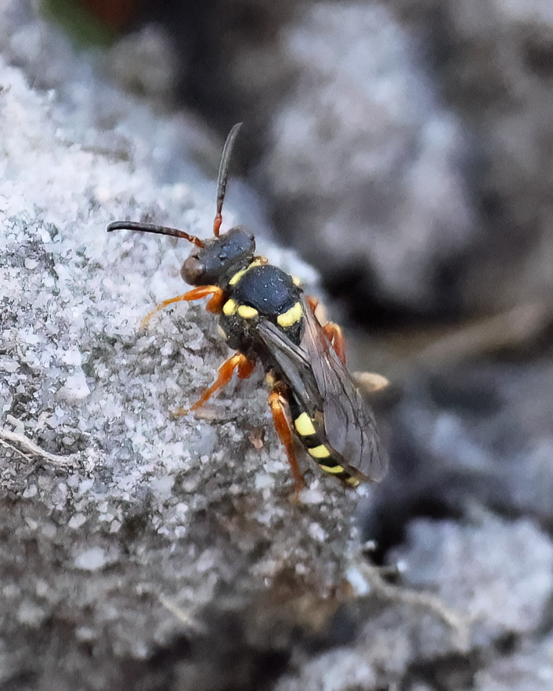 Nomada rufipes