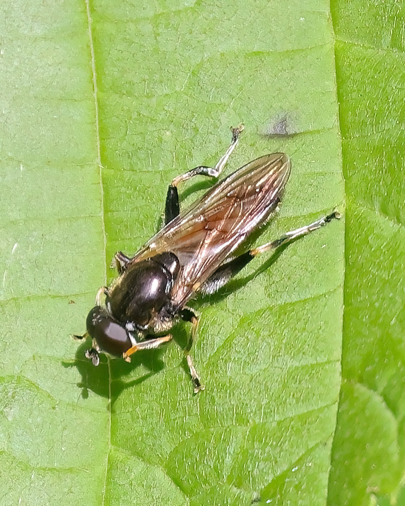 Orannge-bellied leafwalker