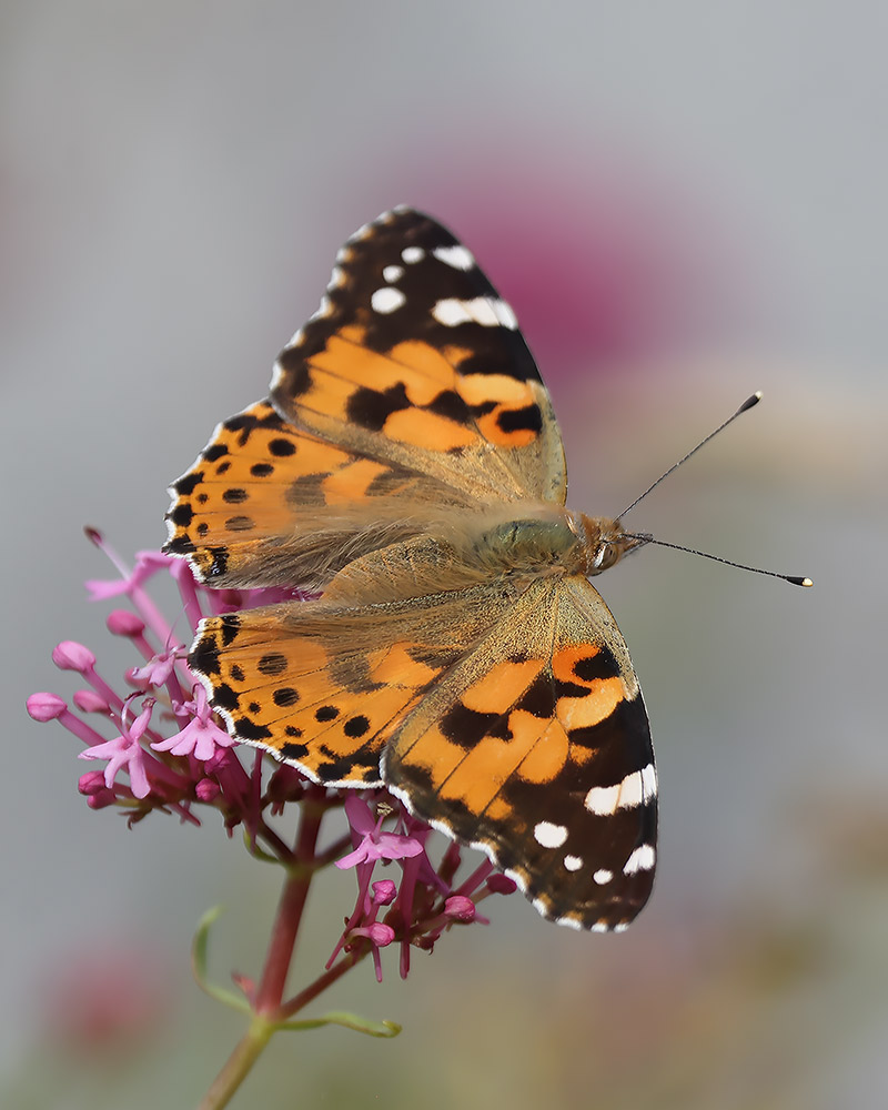 Painted lady