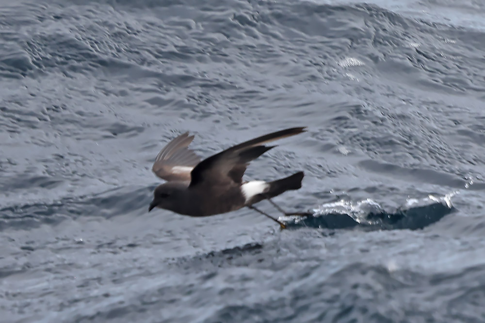Wilson's petrel