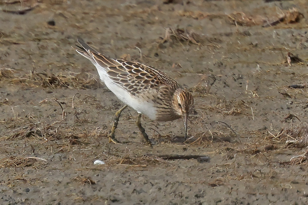 Pectoral sandpiper