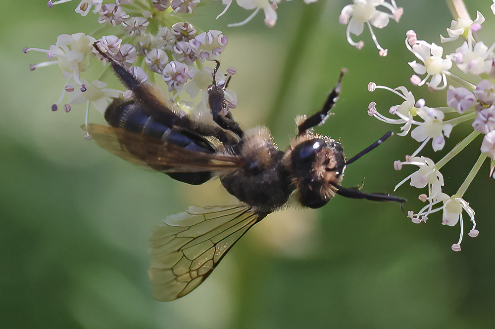 Perkins' mining bee