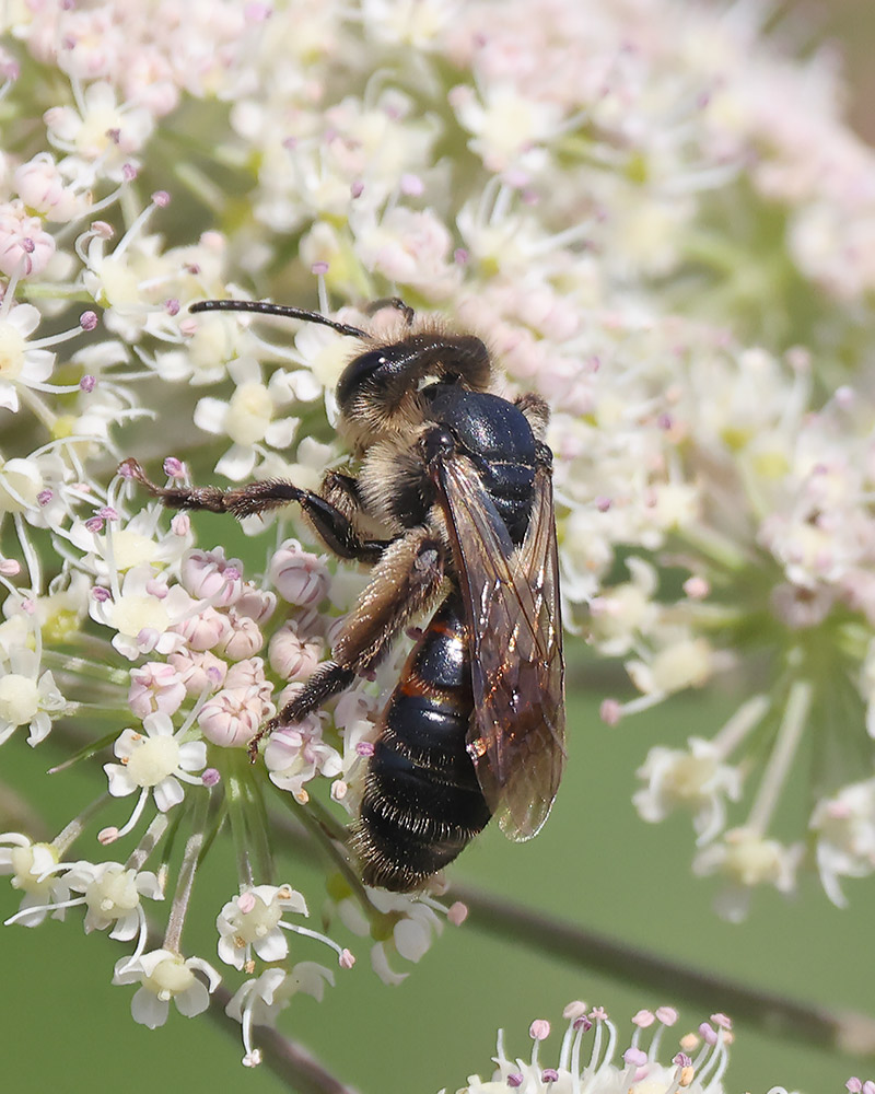 Perkins'mining bee