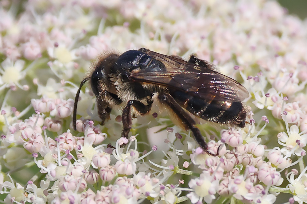 perkins'mining bee