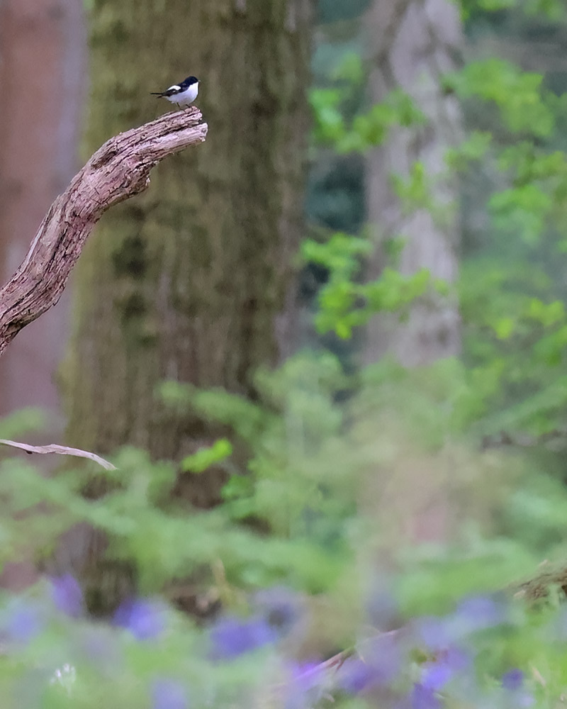 Pied flycatcher