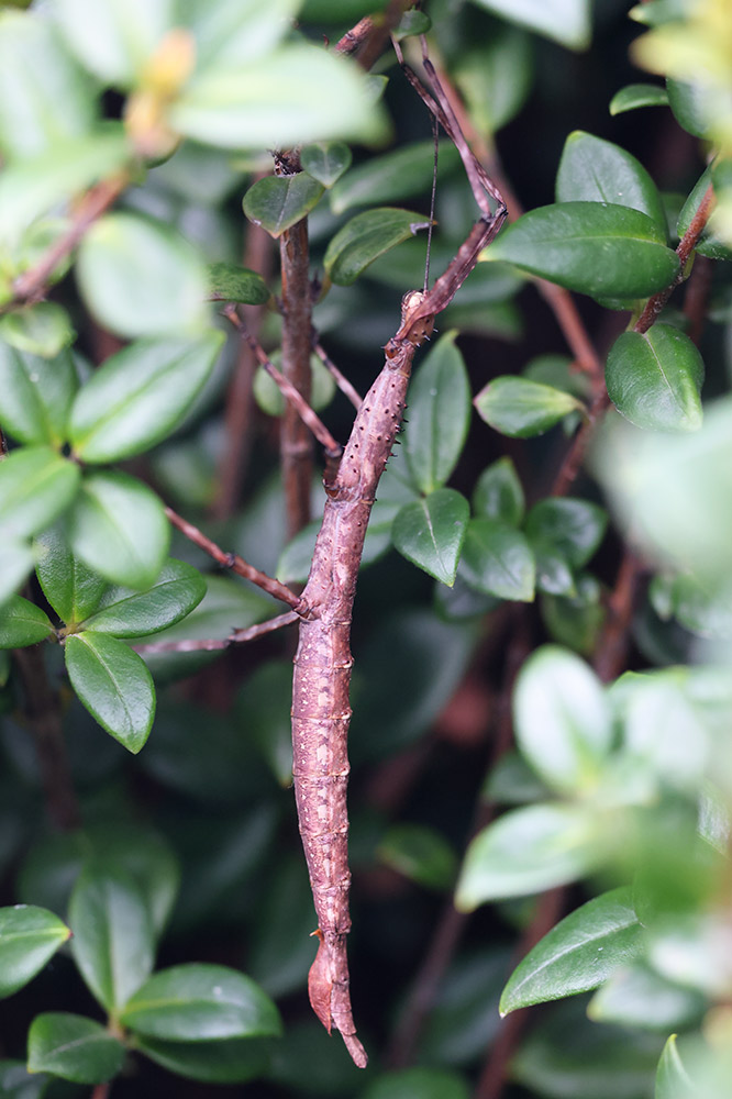 Prickly stick insect