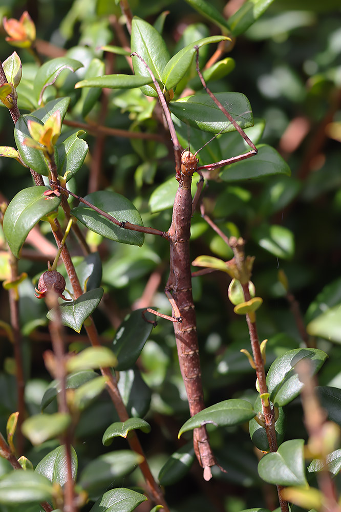 Prickly stick insect