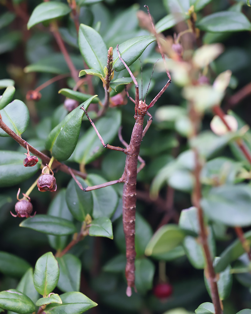 Prickly stick insect