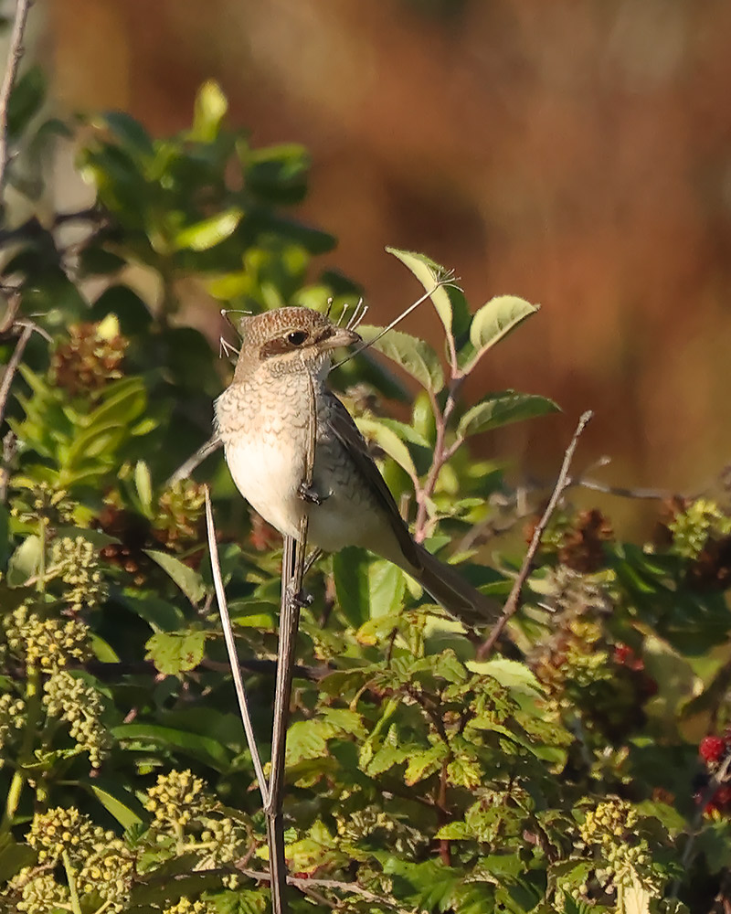 Red-backed shrike