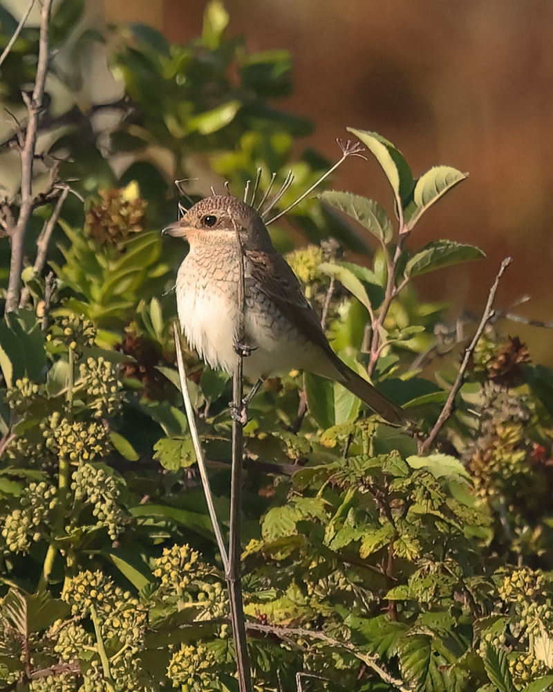 Red-backed shrike