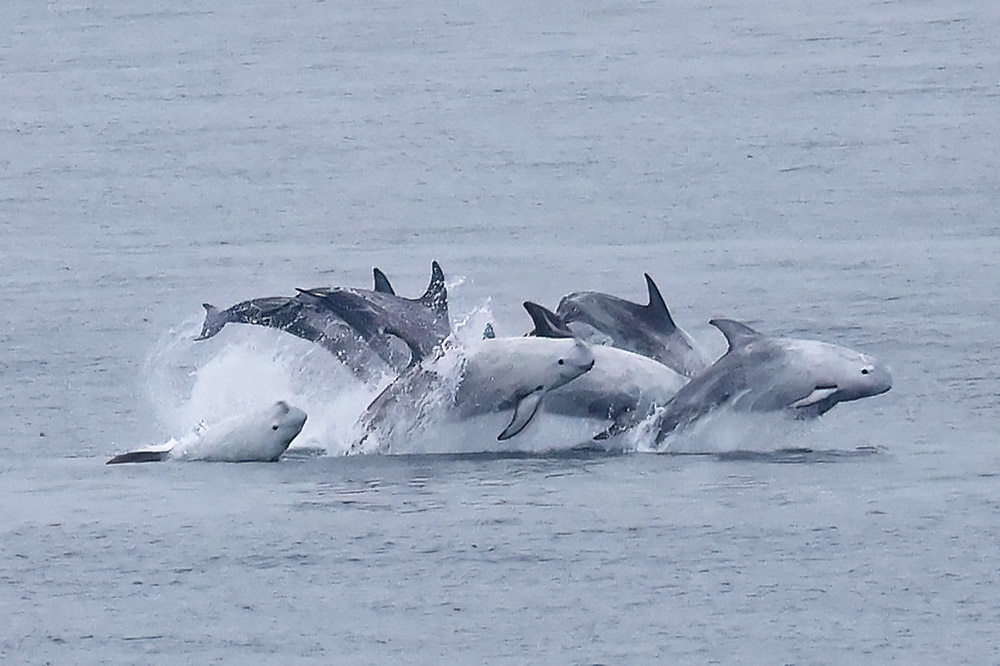 Risso's dolphin