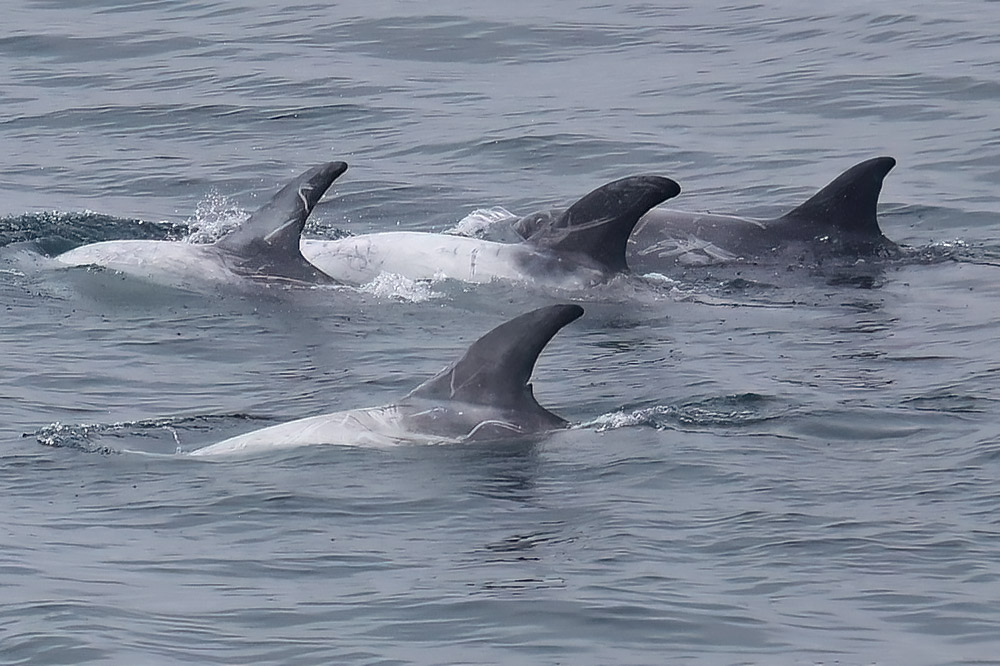 Risso's dolphin