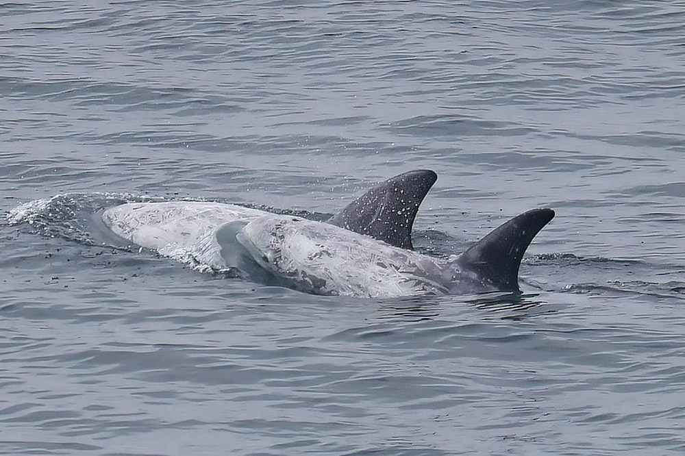 Risso's dolphin
