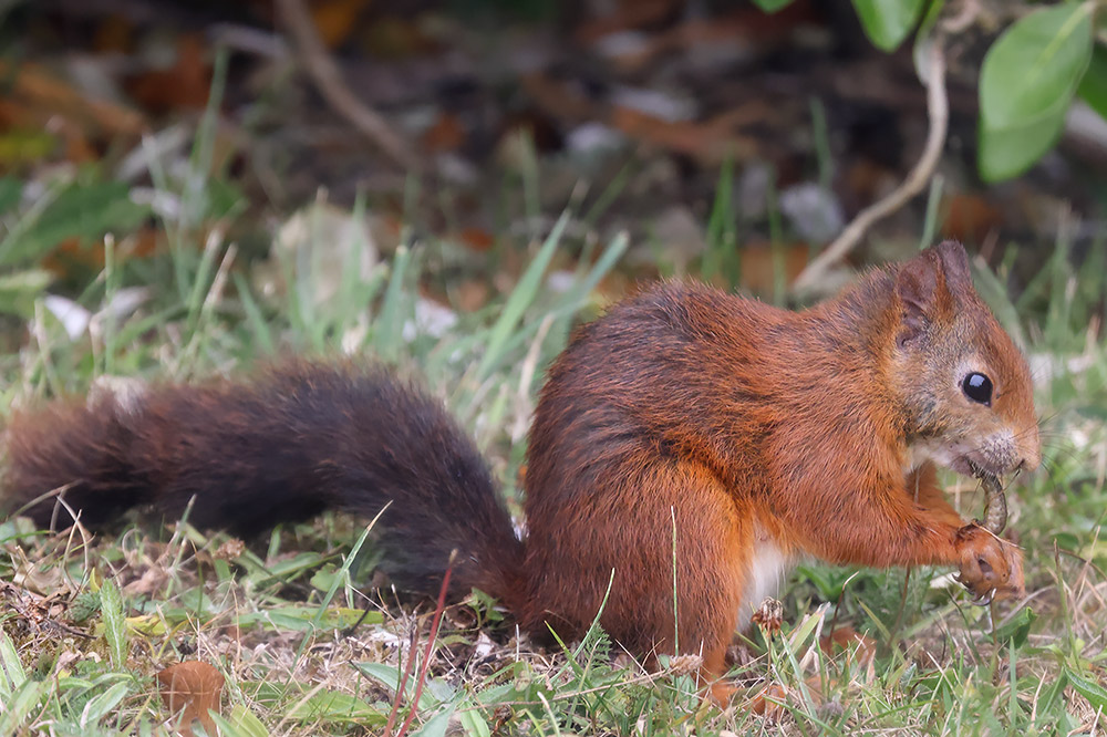Red squirrel