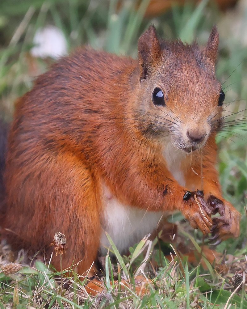 Red squirrel