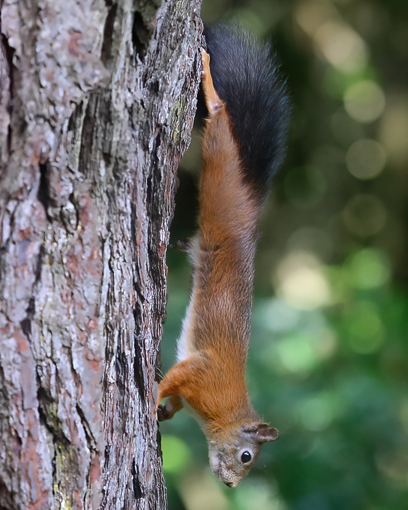 Red squirrel