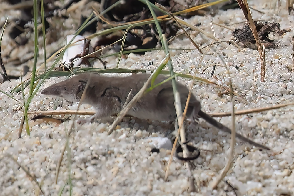 Scilly shrew