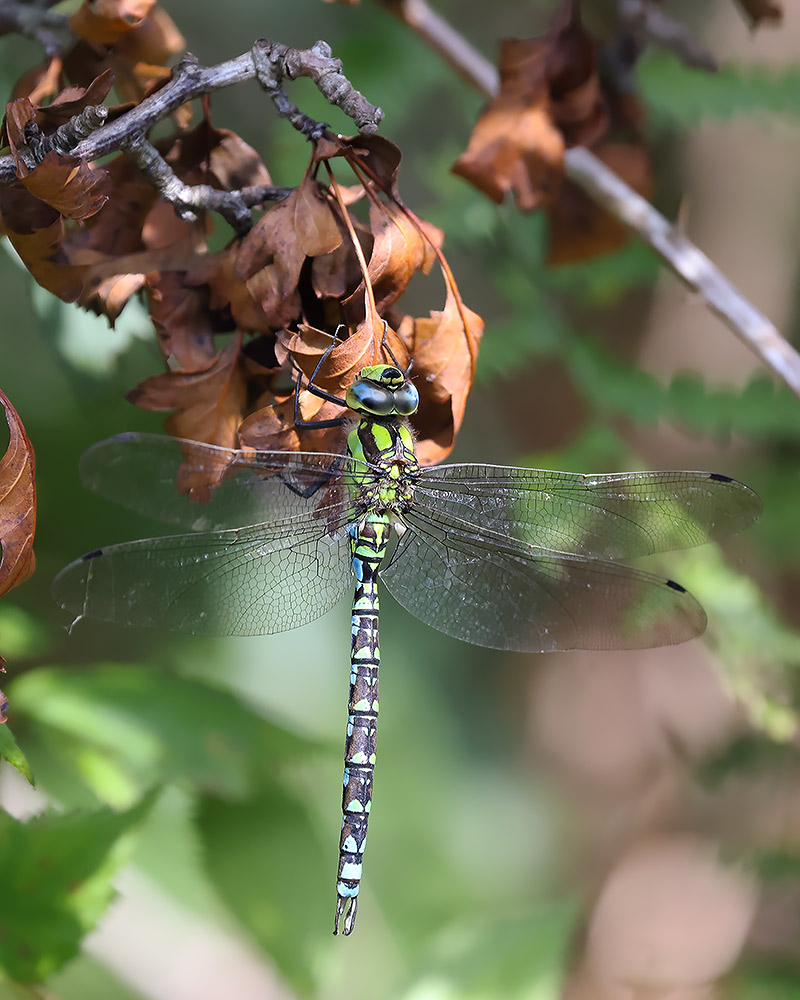 Southern hawker