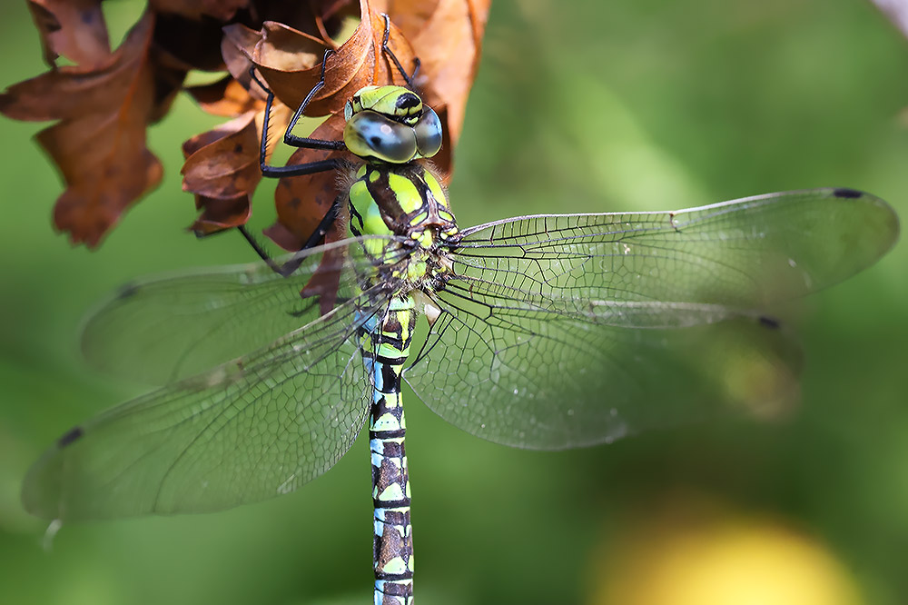 Souhern hawker