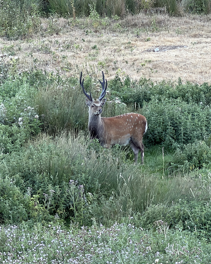 Sika stag