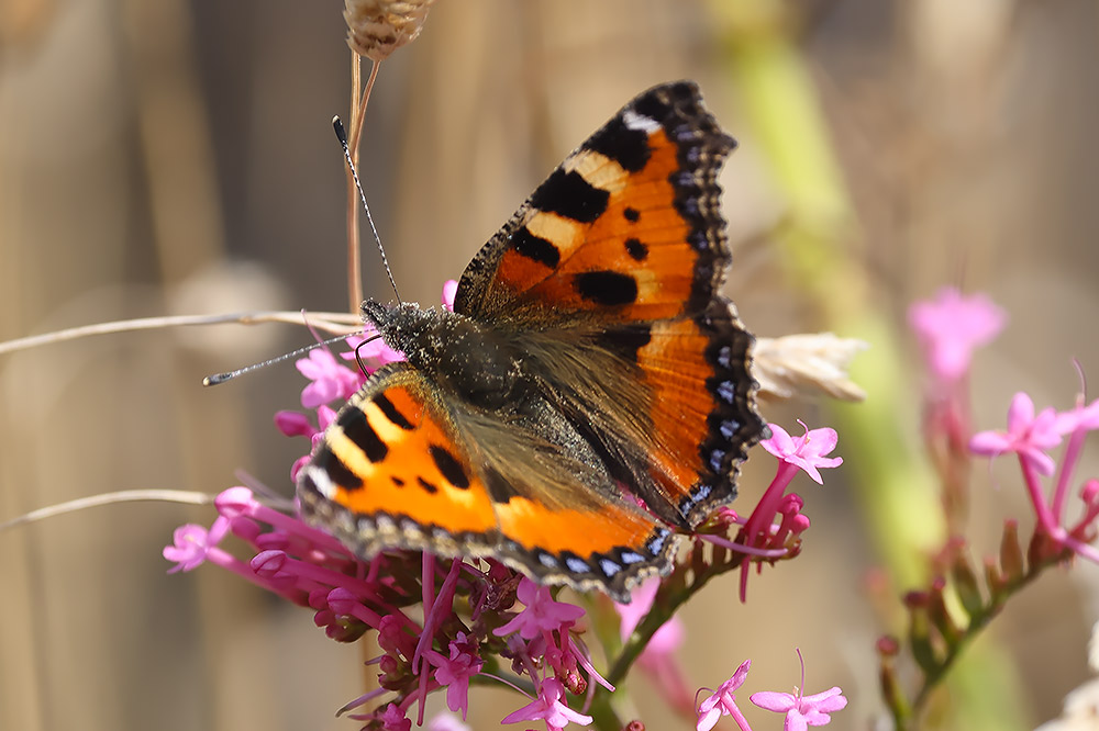 Small tortoiseshell