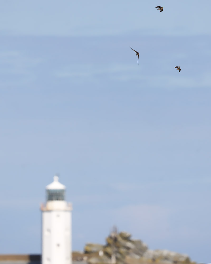 Sand martins