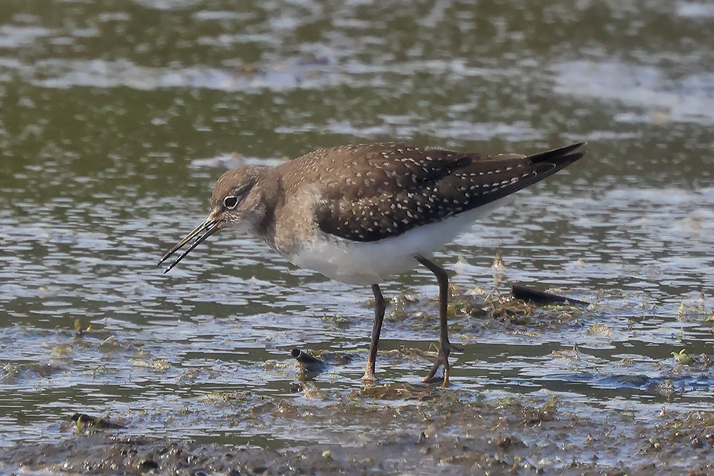 Solitary sandpiper