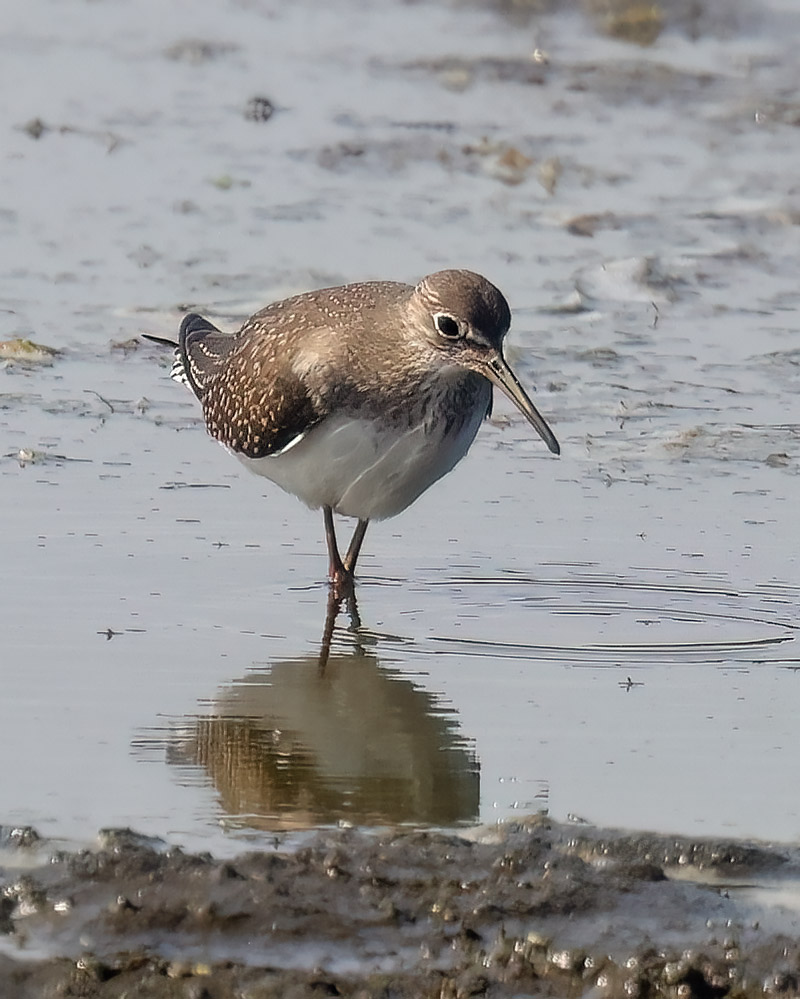 Solitary sandpiper