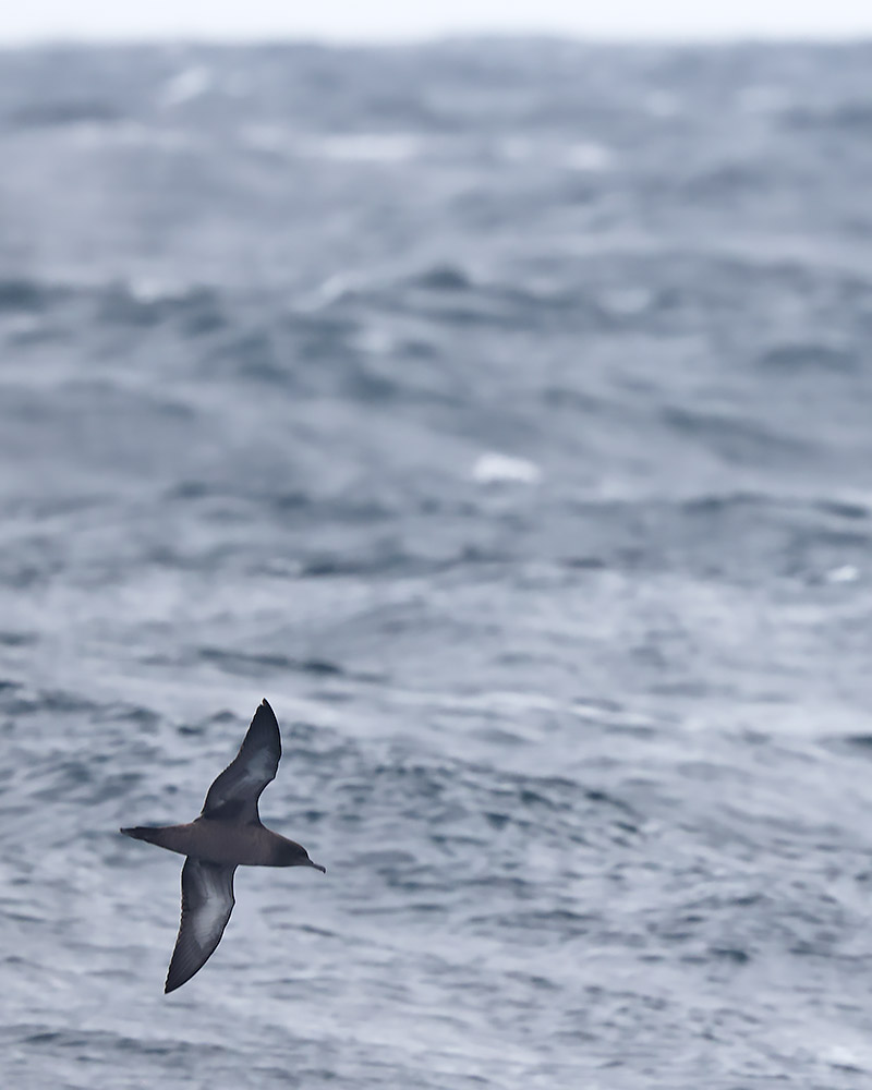 Sooty shearwater