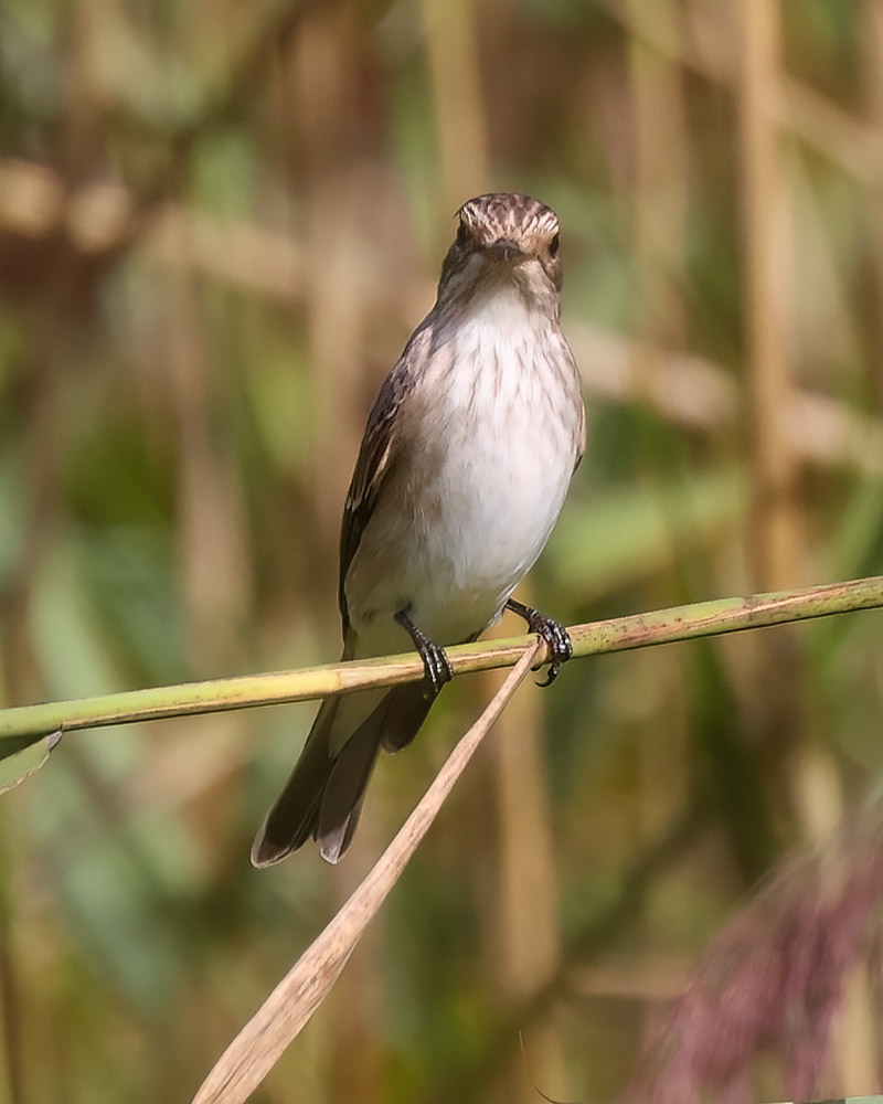Spotted flycatcher