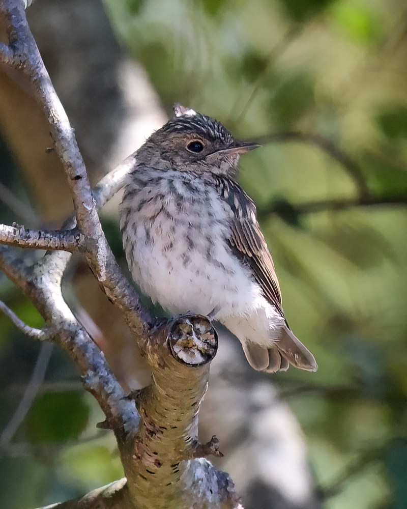 Spotted flycatcher