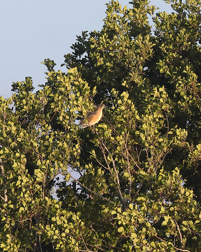 Squacco heron