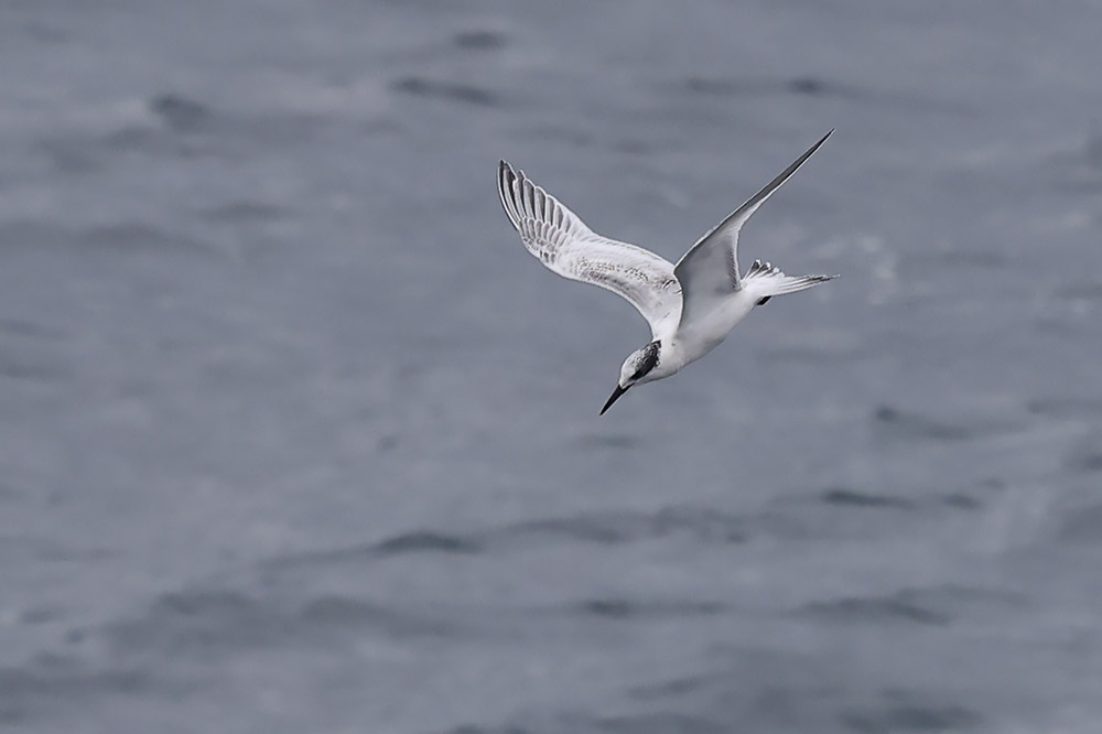 Sandwich tern