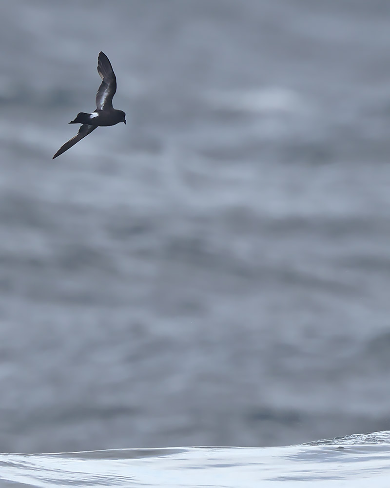 Storm petrel