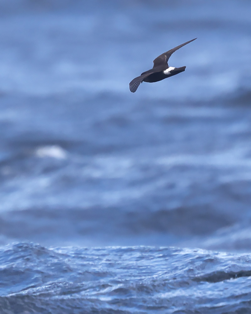 European storm petrel