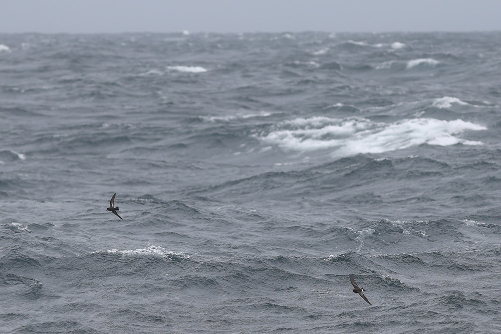 European storm and Wilson's petrel