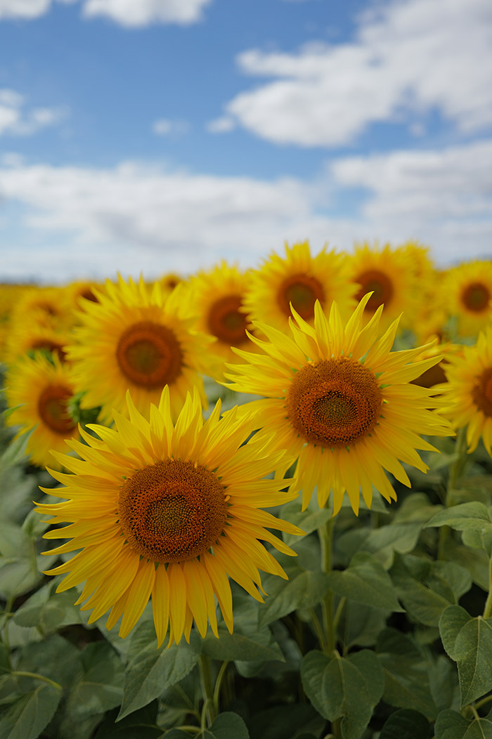 Sunflowers