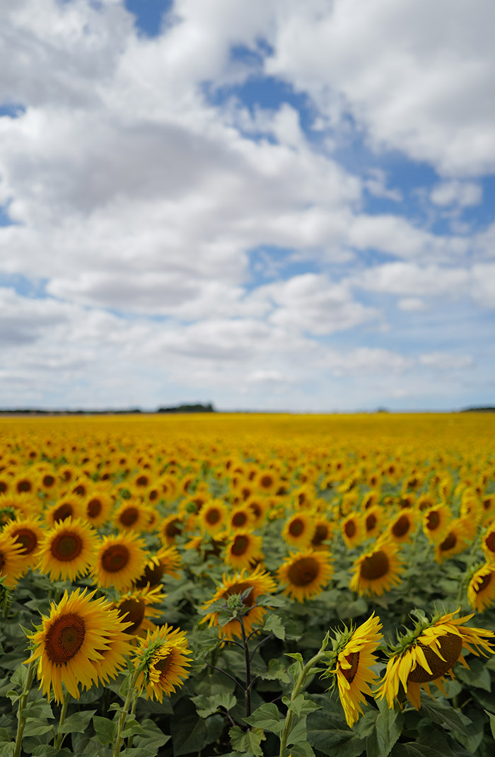 Sunflowers