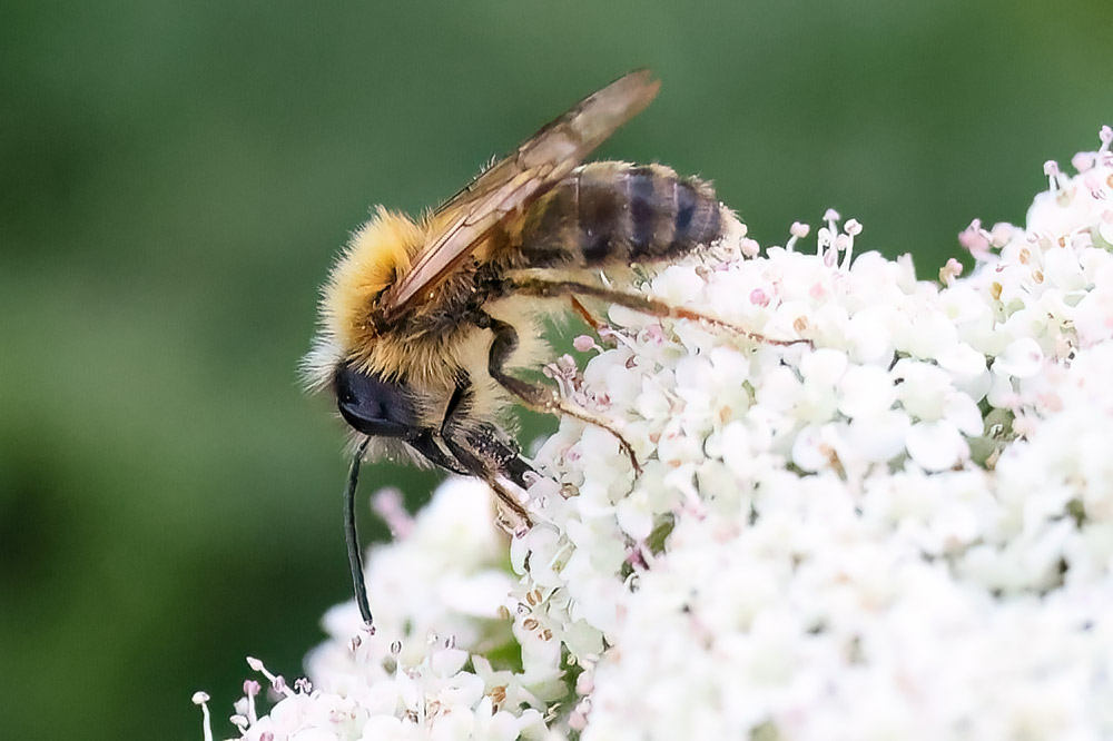 Tawny mining bee