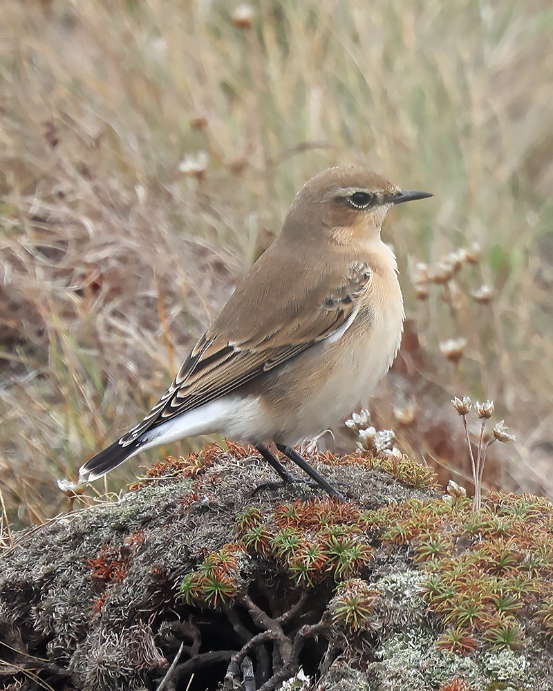 Wheatear
