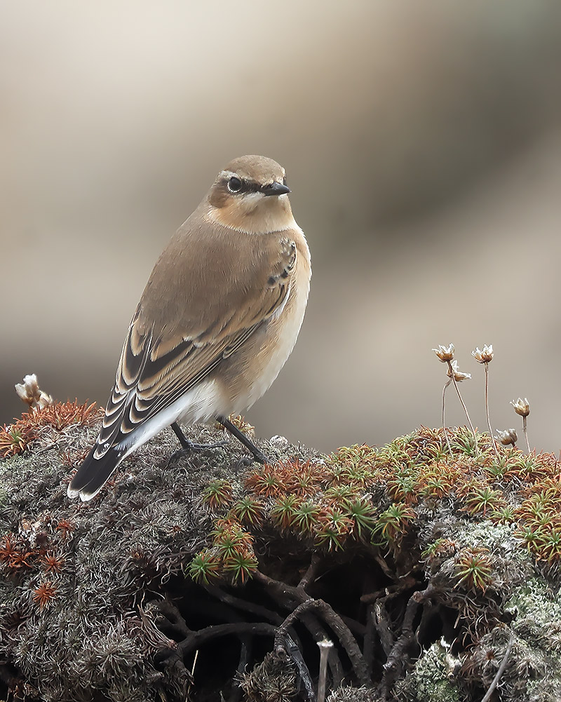 Wheatear