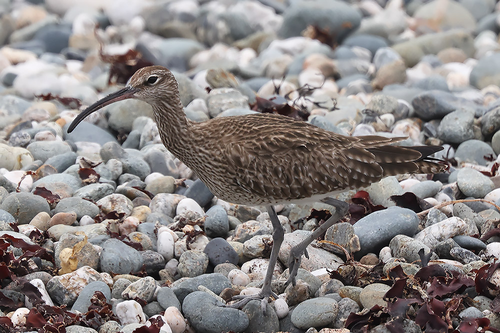 Whimbrel