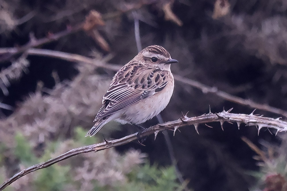 Whinchat