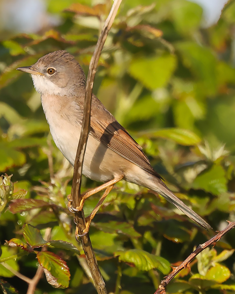Whitethroat
