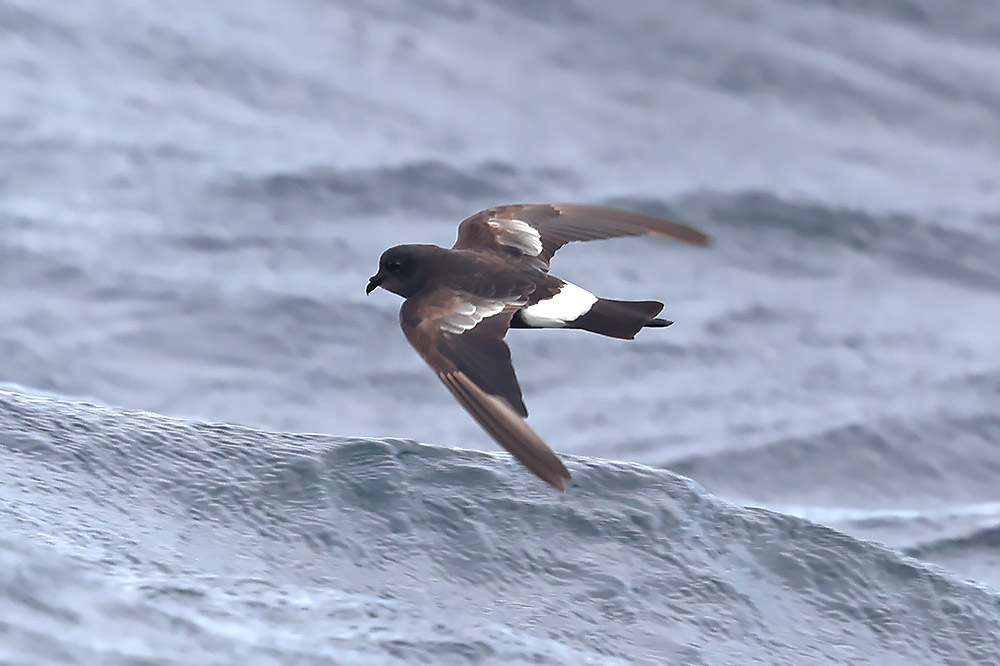 Wilson's petrel