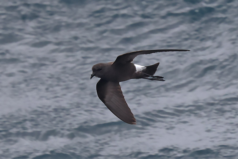 Wilson's petrel