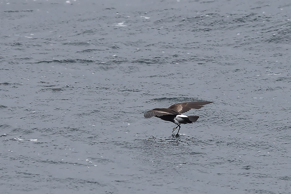 Wilson's petrel