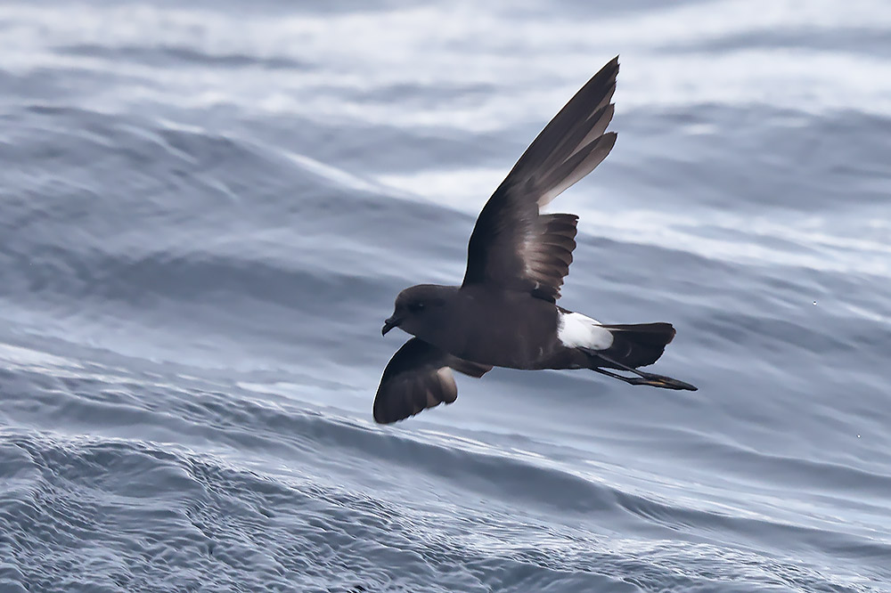 Wilson's petrel